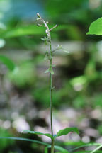 Small's Twayblade