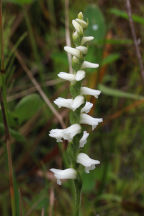 Nodding Ladies' Tresses