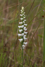 Nodding Ladies' Tresses