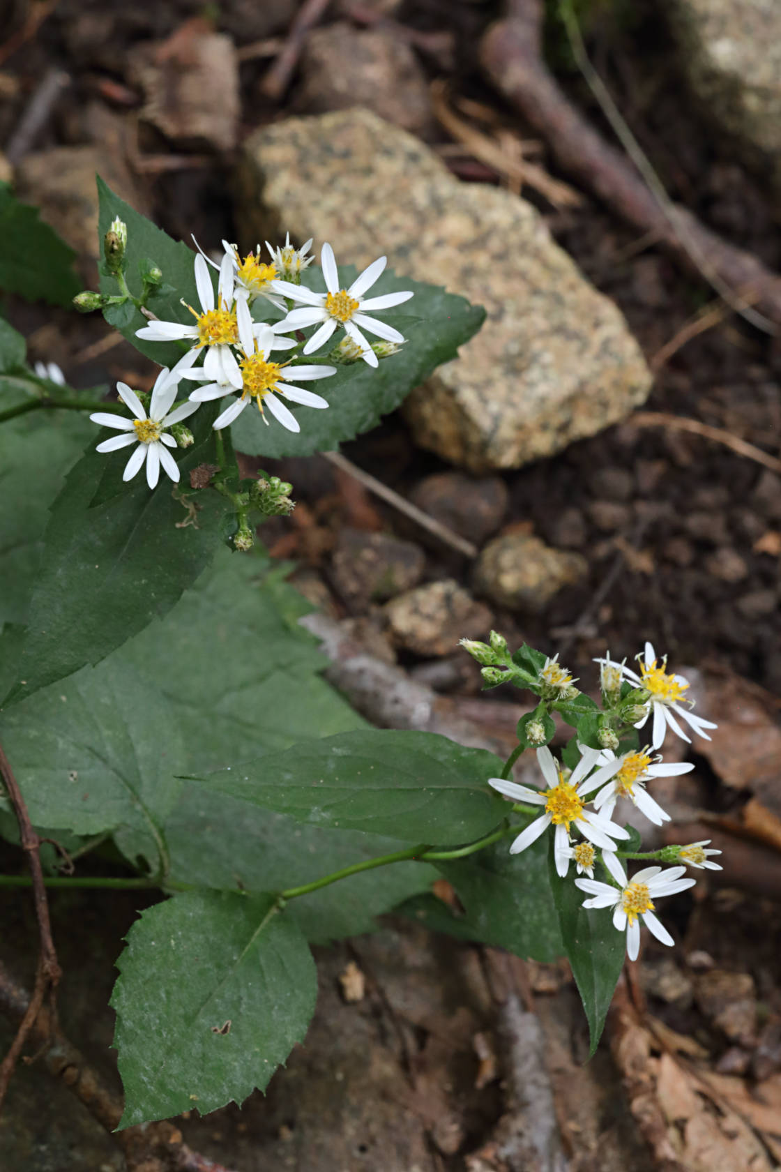 Common White Heart-Leaved Aster