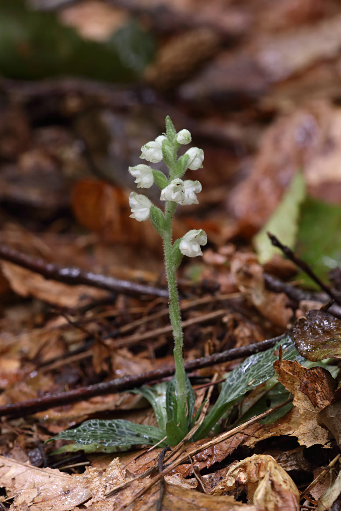 Downy Rattlesnake Plantain