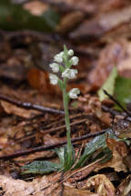 Downy Rattlesnake Plantain