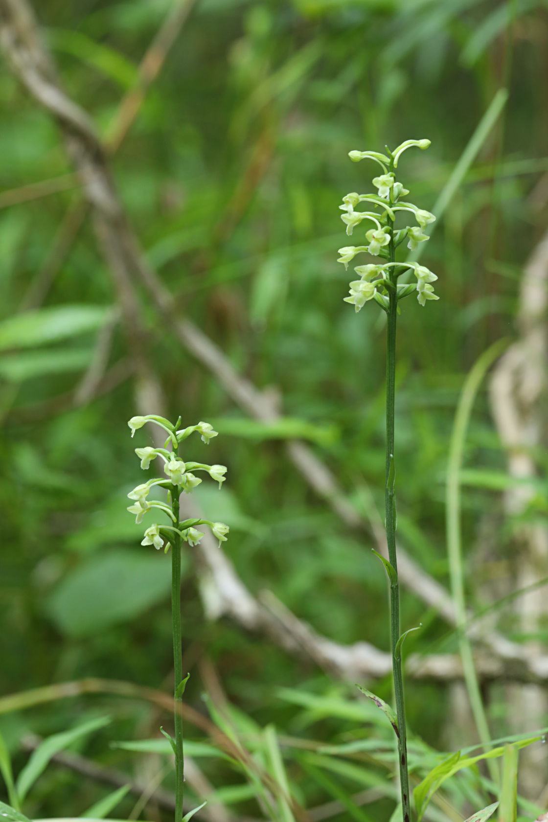 Little Club-Spur Orchid