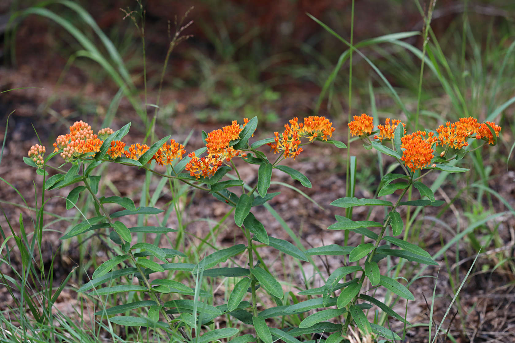 Butterfly Milkweed