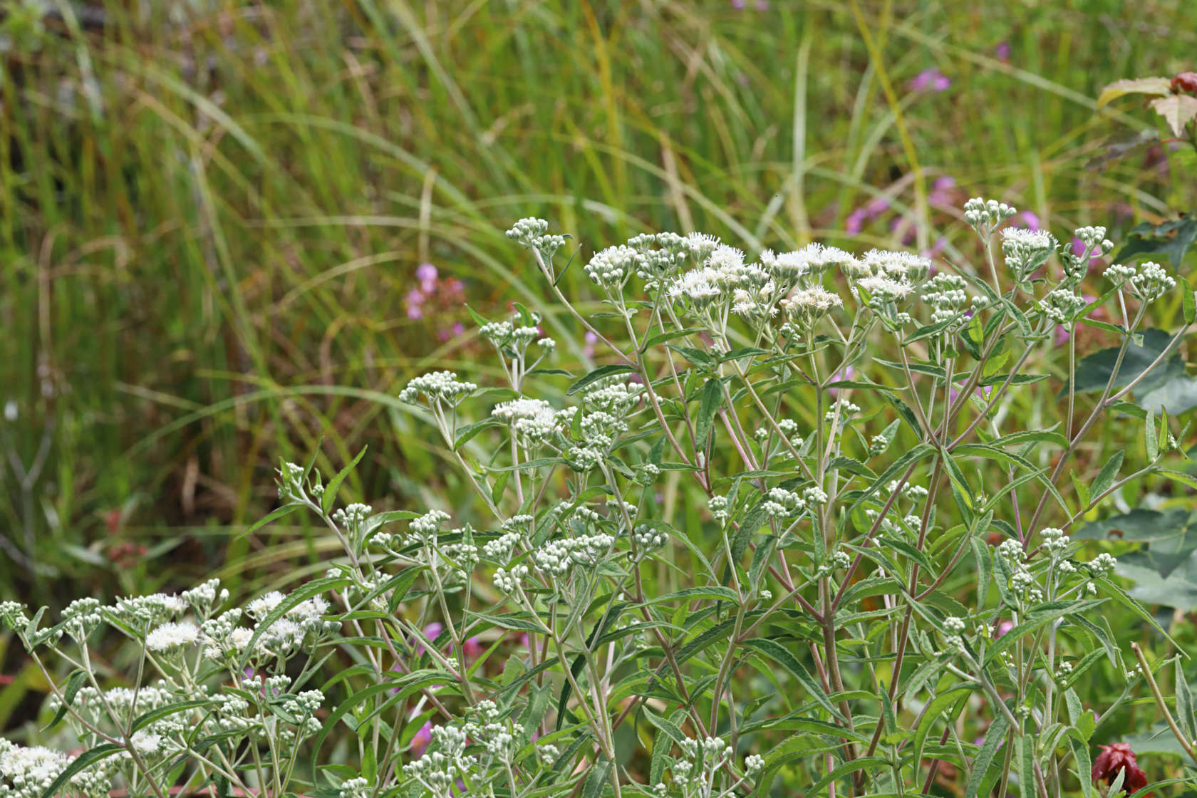 Tall Boneset