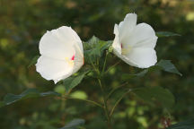 Rose Mallow