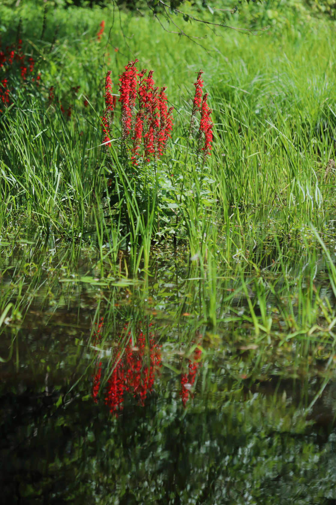 Cardinal Flower