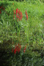 Cardinal Flower