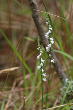 Little Ladies' Tresses