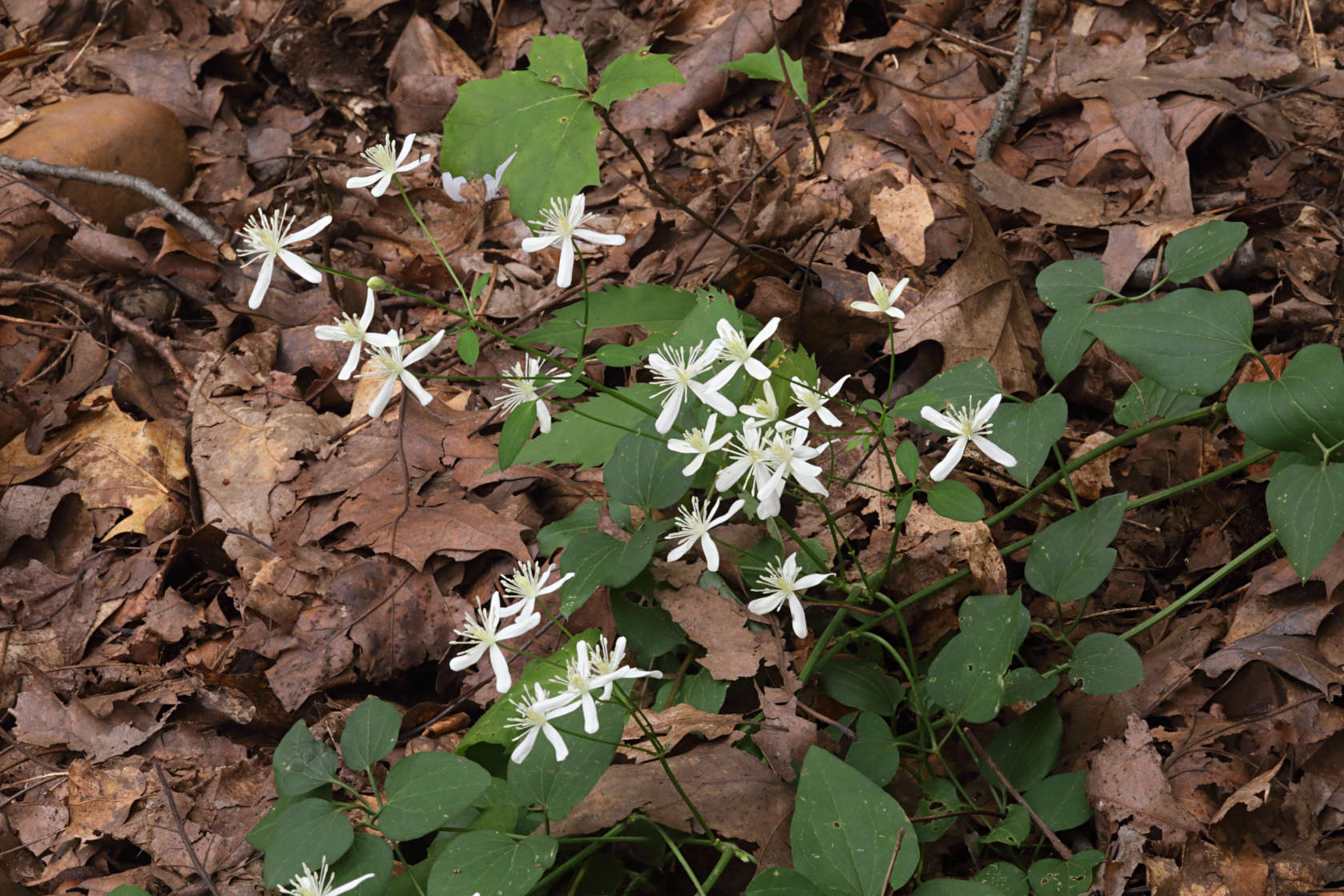 Yam-Leaved Clematis