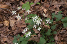 Yam-Leaved Clematis
