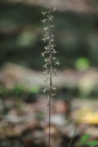 Cranefly Orchid