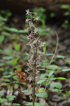 Cranefly Orchid