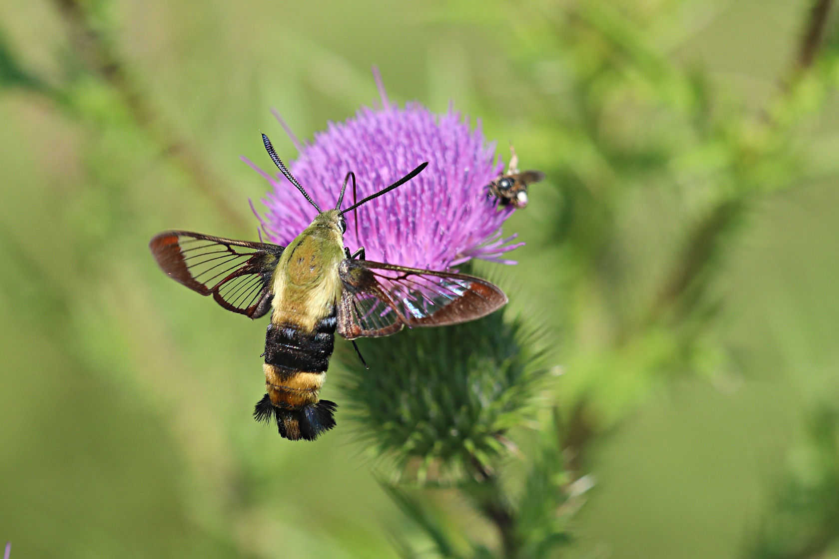 Snowberry Clearwing Moth on Bull Thistle