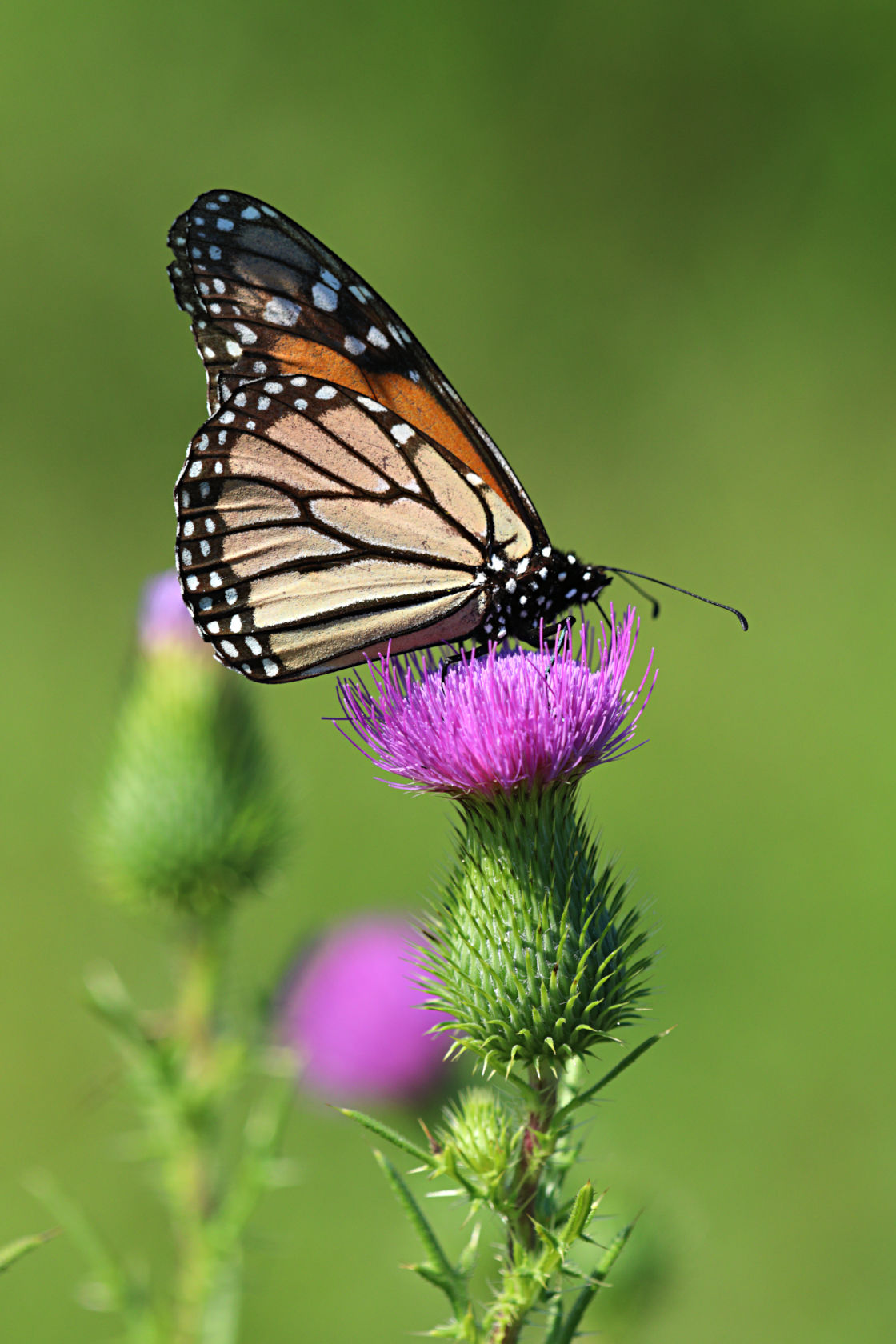 Monarch Butterfly on Bull Thistle