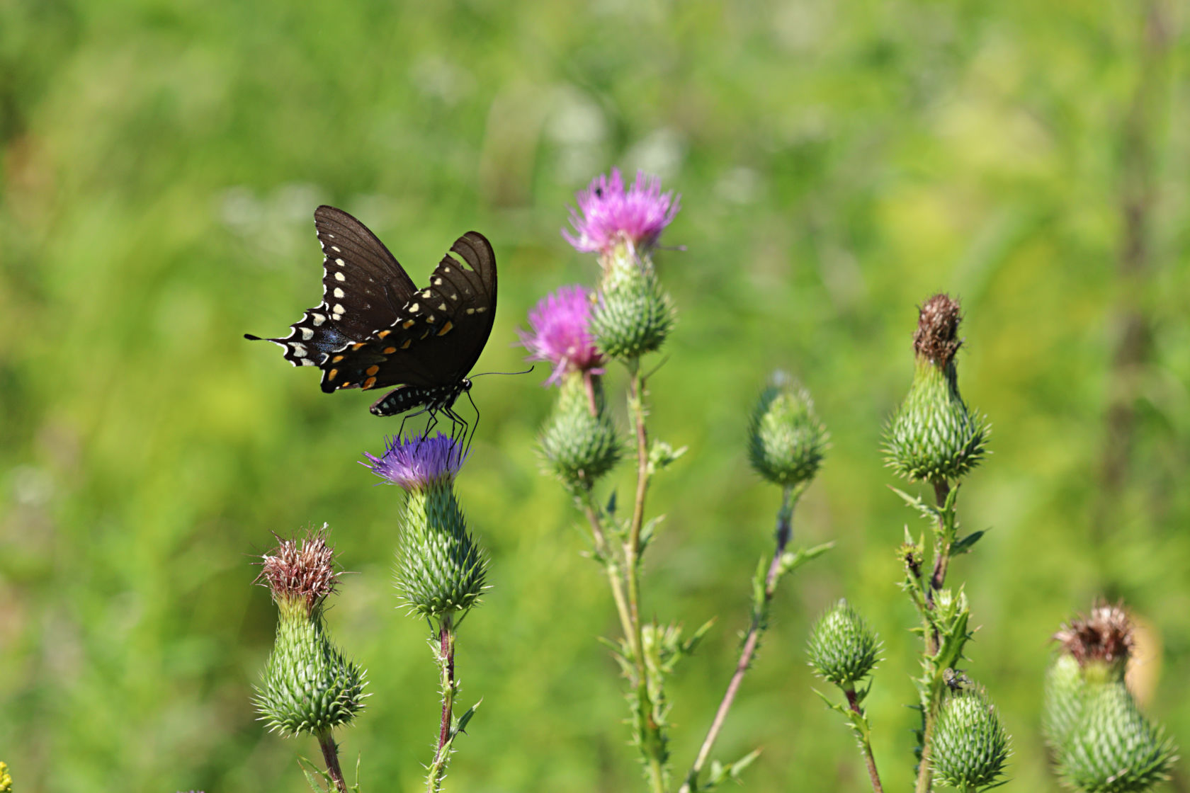 Spicebush Swallowtail on Bull Thistle