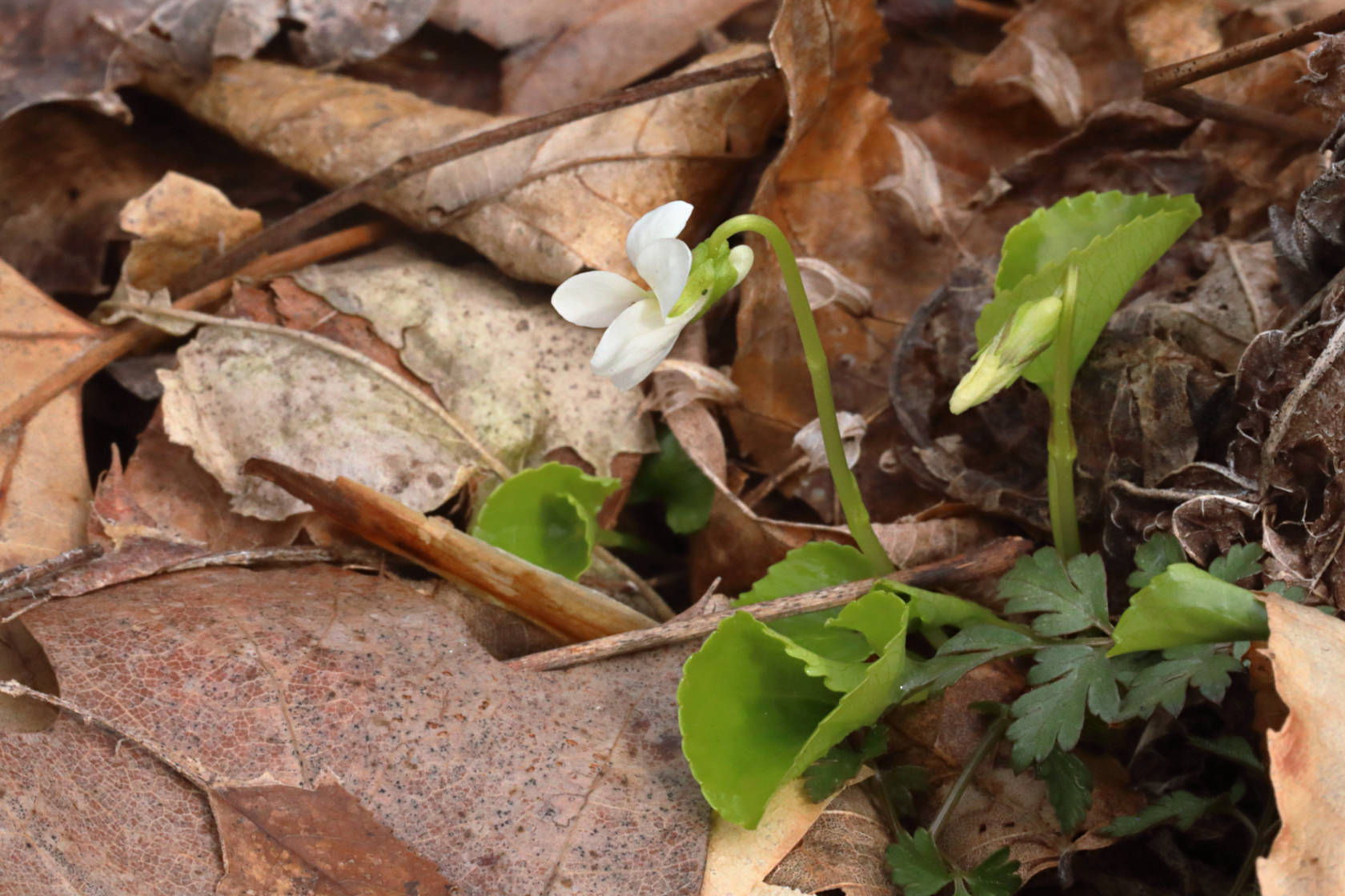 Sweet White Violet