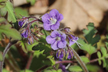 Forest Phacelia