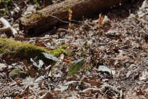 Puttyroot