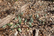 Puttyroot