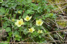 Spreading Globe Flower