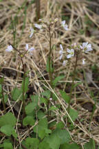 Pink Springcress