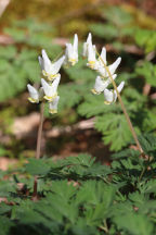 Dutchman's Breeches