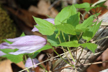 Purple Clematis