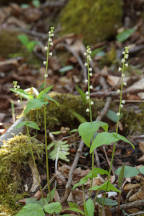 Two-Leaved Mitrewort
