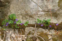 Wood Violet