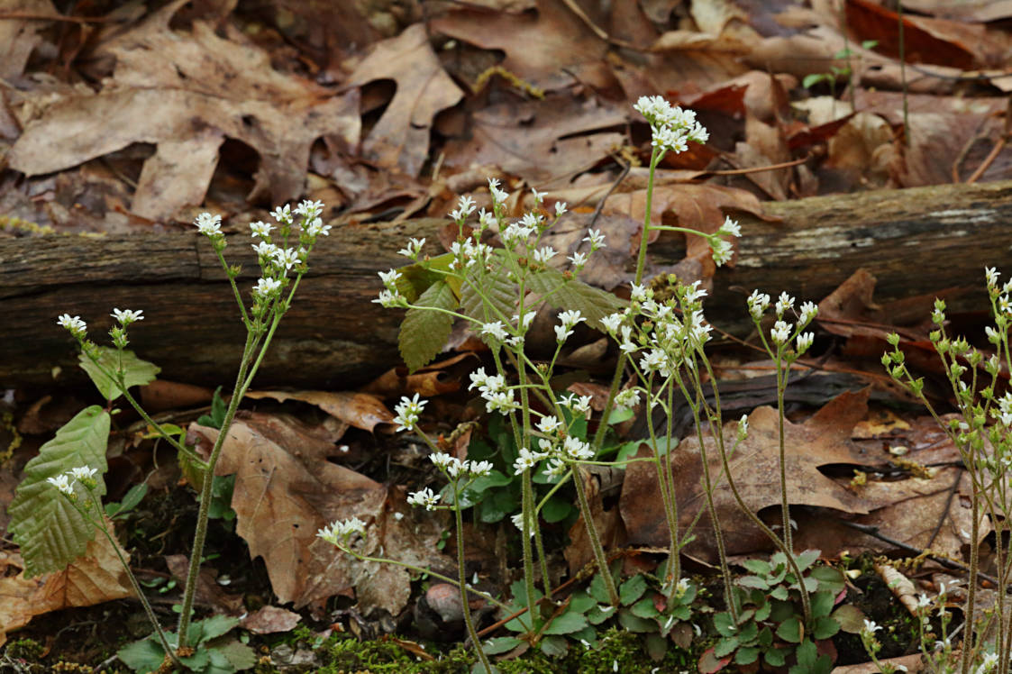 Early Saxifrage