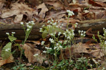 Early Saxifrage