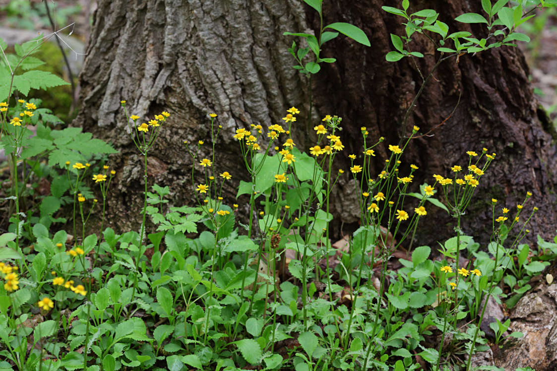 Running Groundsel