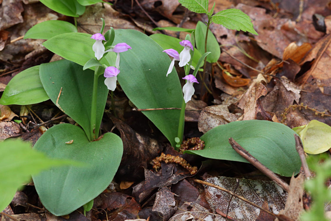 Showy Orchid