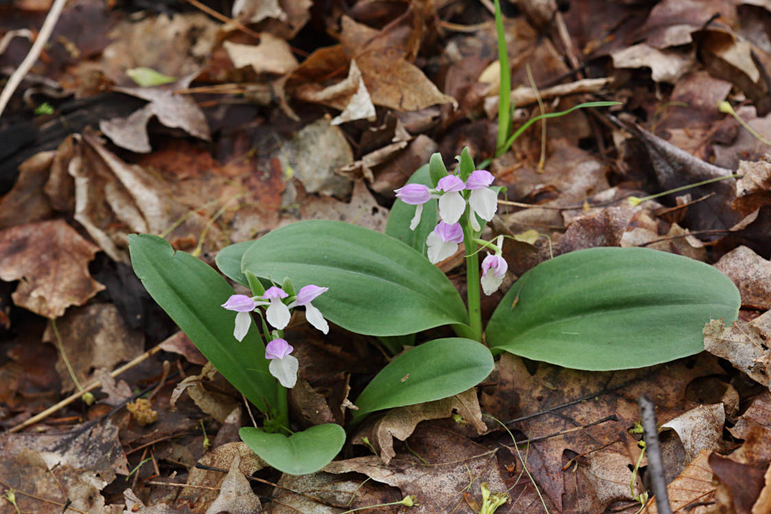 Showy Orchid