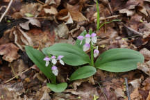 Showy Orchid