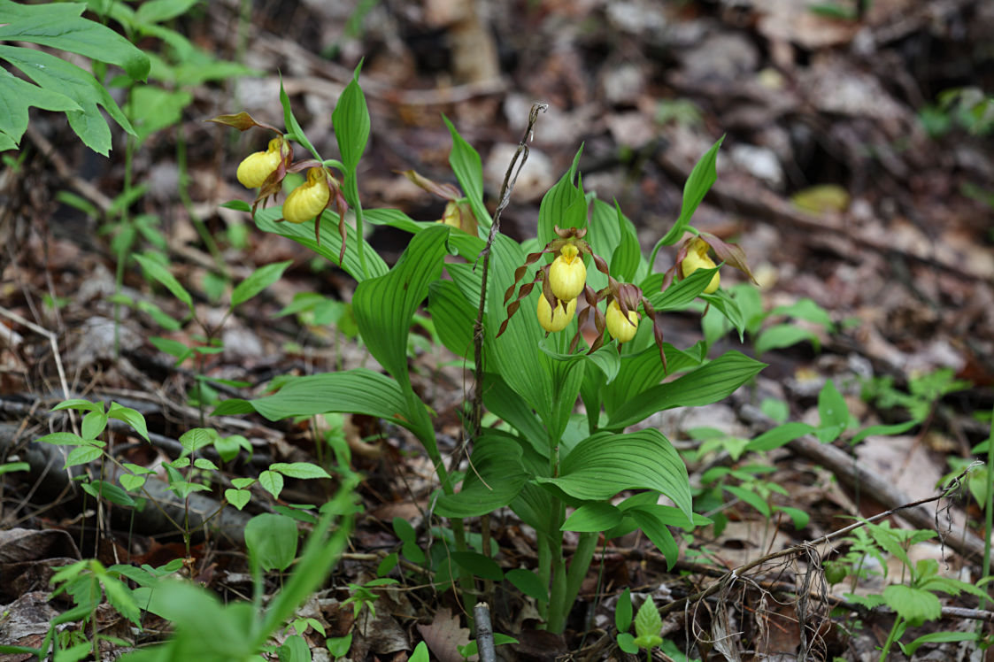 Large Yellow Lady's Slipper