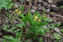 Large Yellow Lady's Slipper