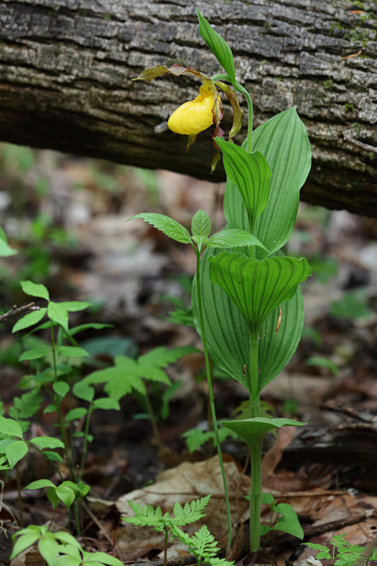 Large Yellow Lady's Slipper