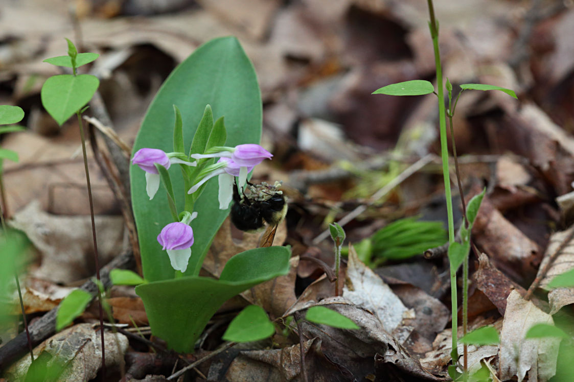 Showy Orchid