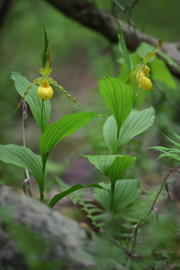 Large Yellow Lady's Slipper