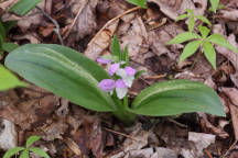 Variegated Showy Orchid