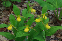 Large Yellow Lady's Slipper