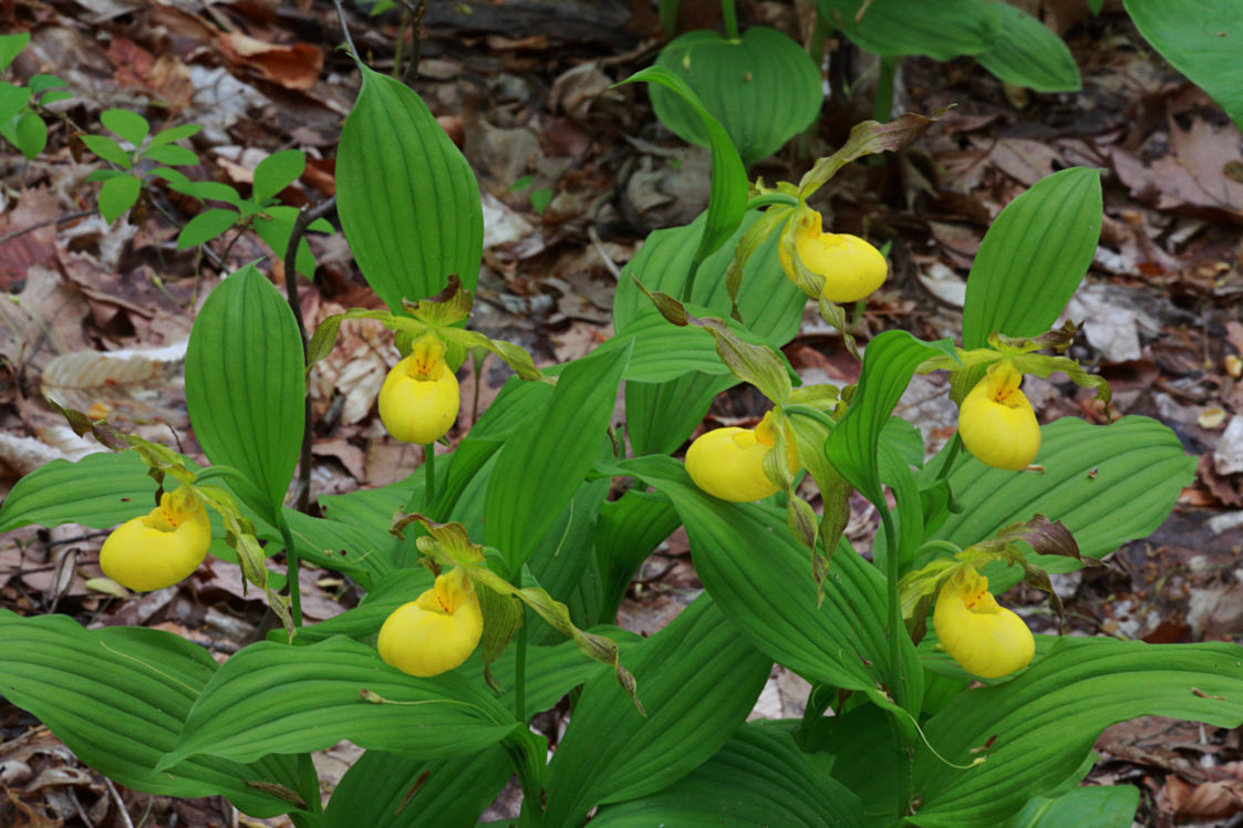 Large Yellow Lady's Slipper