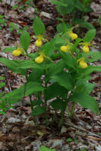 Large Yellow Lady's Slipper