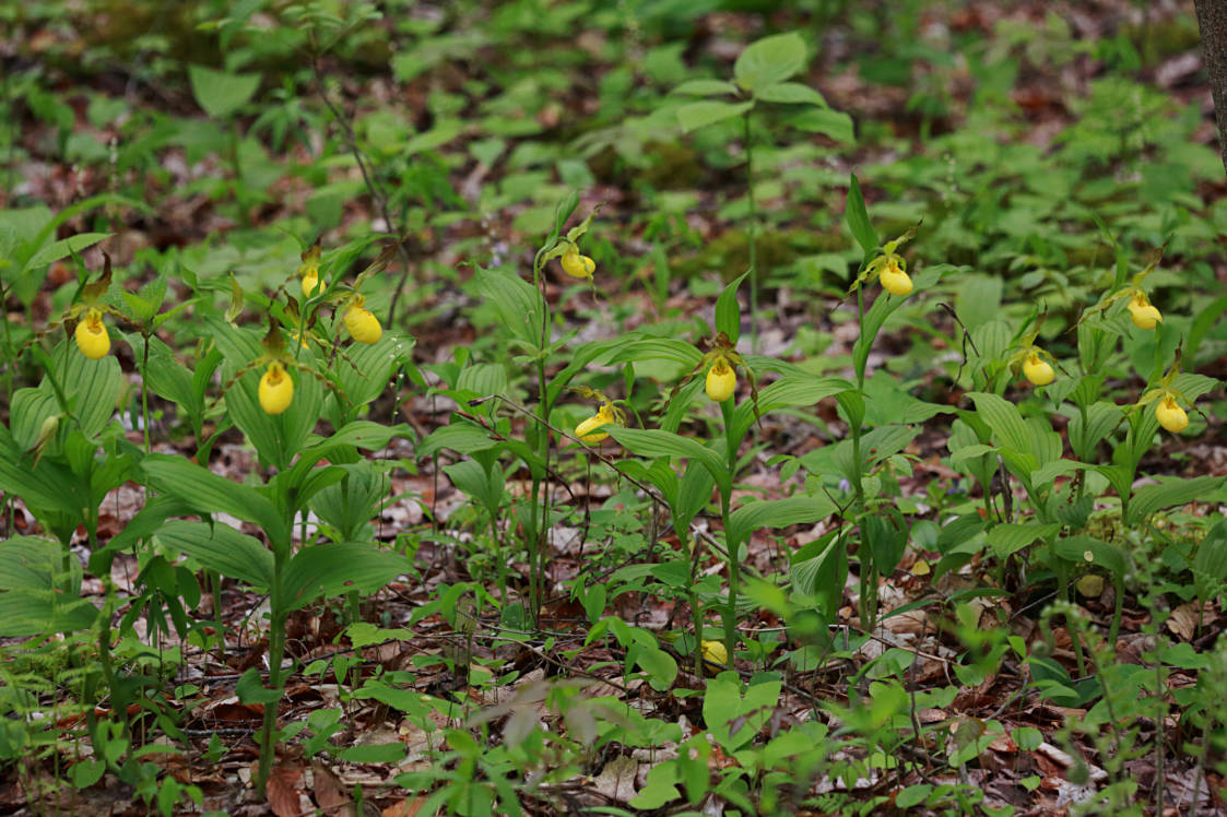 Large Yellow Lady's Slipper