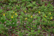 Large Yellow Lady's Slipper