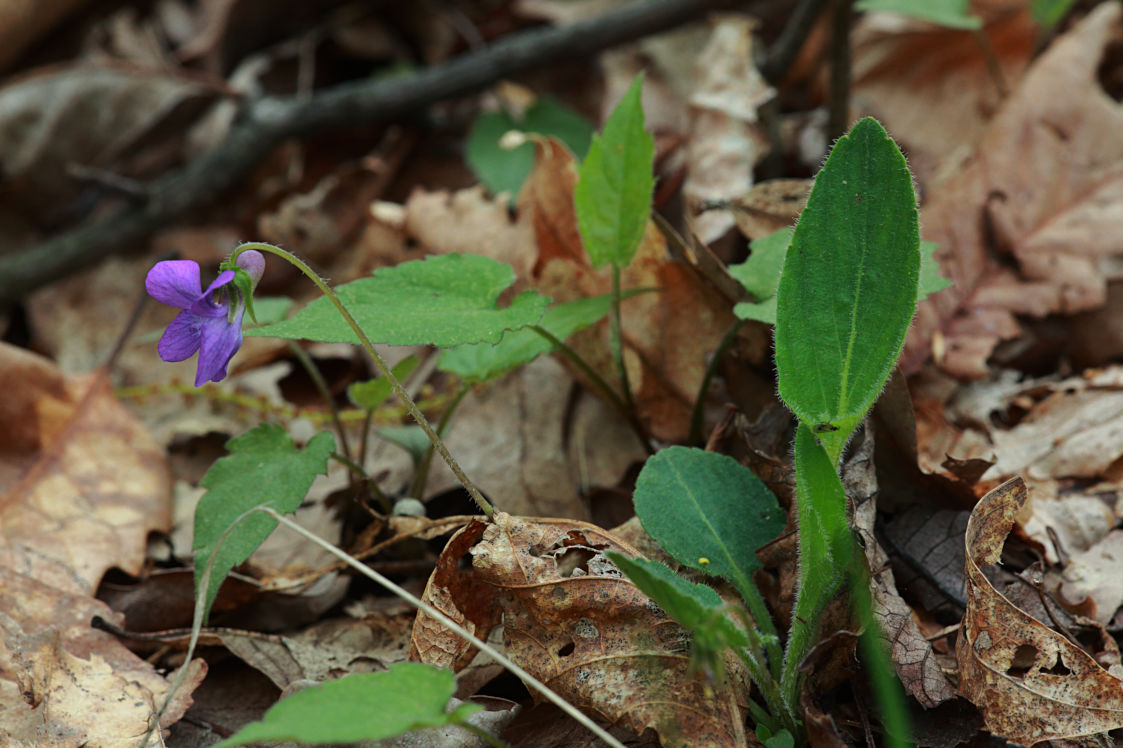 Arrow-Leaved Violet