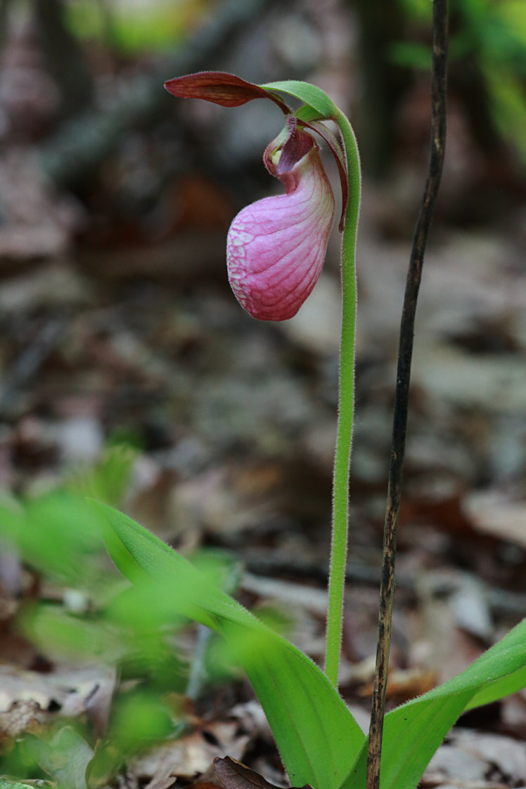 Pink Lady's Slipper