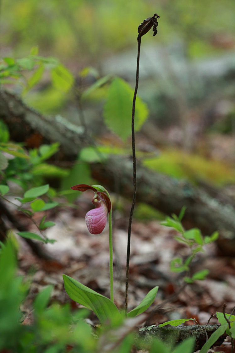 Pink Lady's Slipper